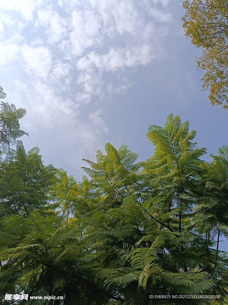 绿树蓝天间的清新景致