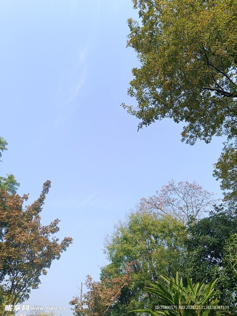 秋日树梢上的蓝天景致