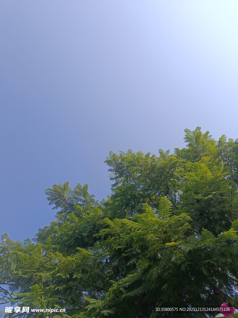 蓝天绿树间的清新景致