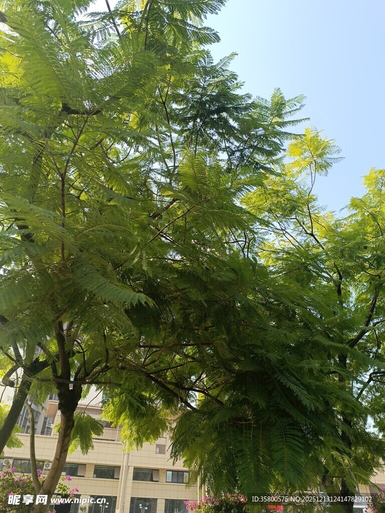 阳光下的葱郁绿树