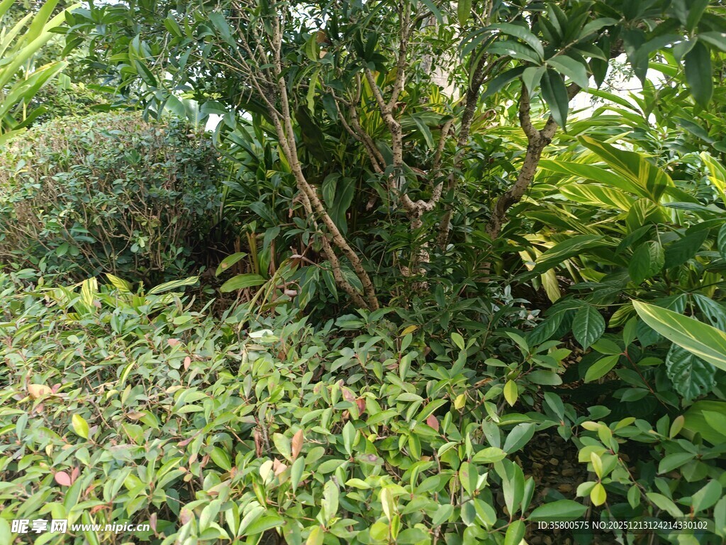 繁茂的热带植物景观