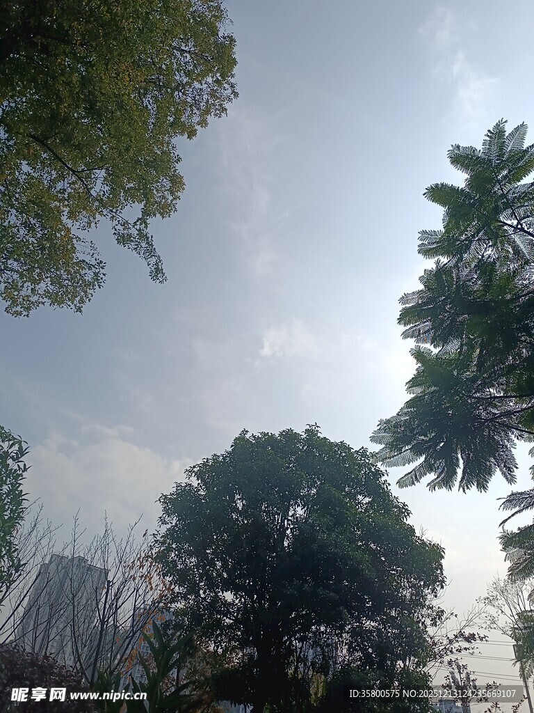 绿树蓝天间的自然景致