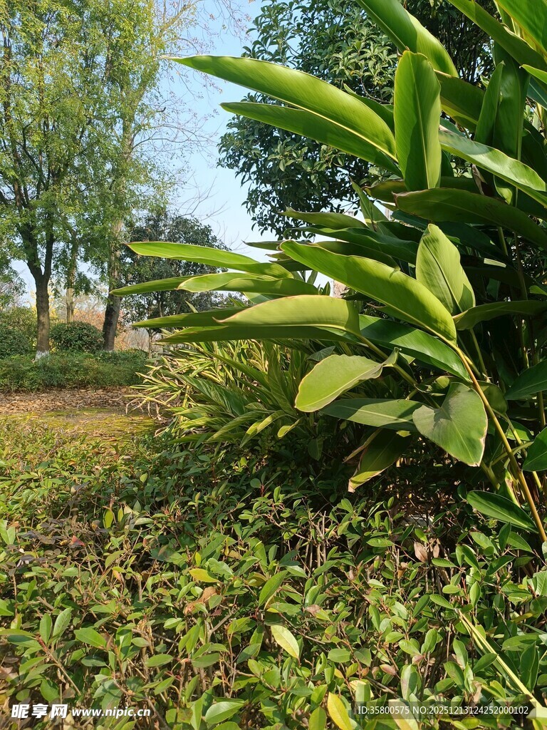 绿意盎然的户外植物景观