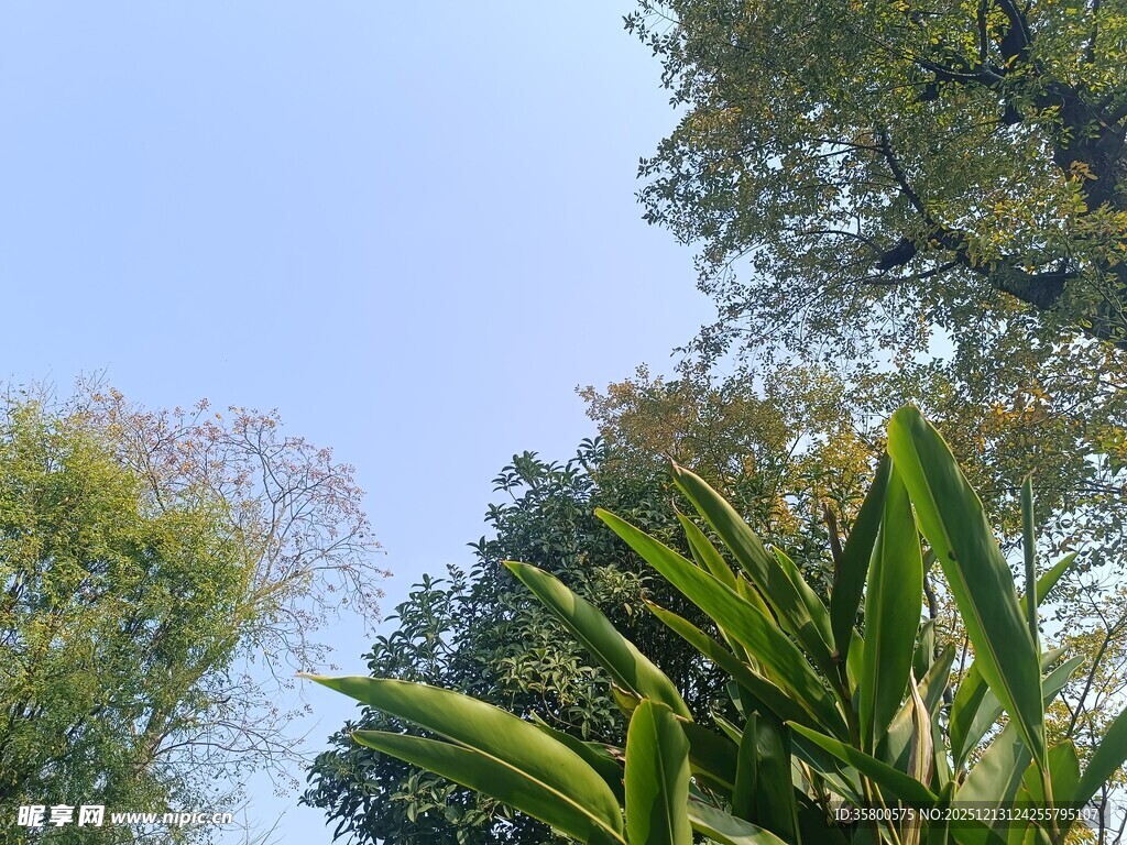 蓝天绿树间的清新景致
