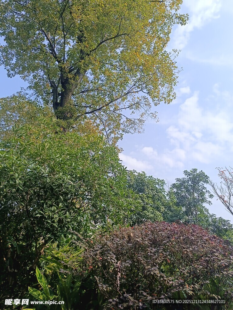 繁茂绿植与高大树木景观