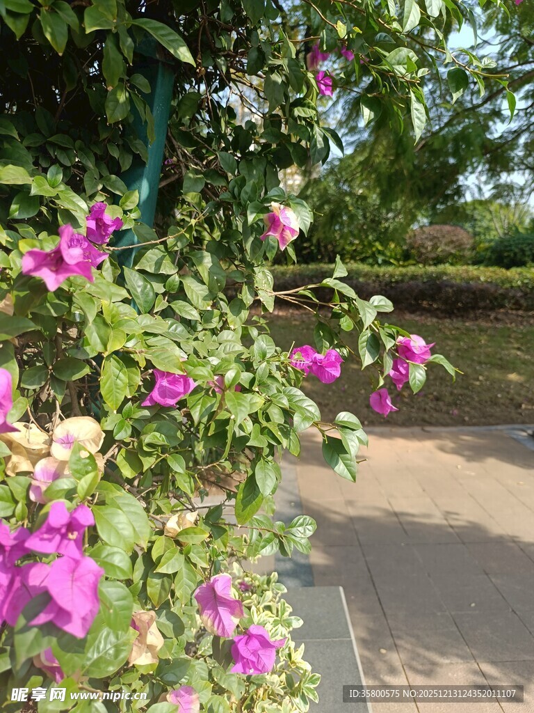 路边绽放的多彩三角梅