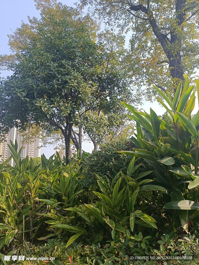 户外繁茂绿植景观