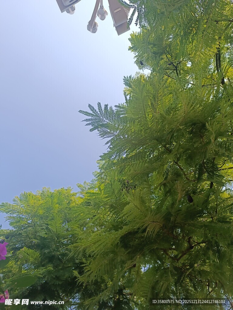 仰视葱郁绿植与朦胧天空