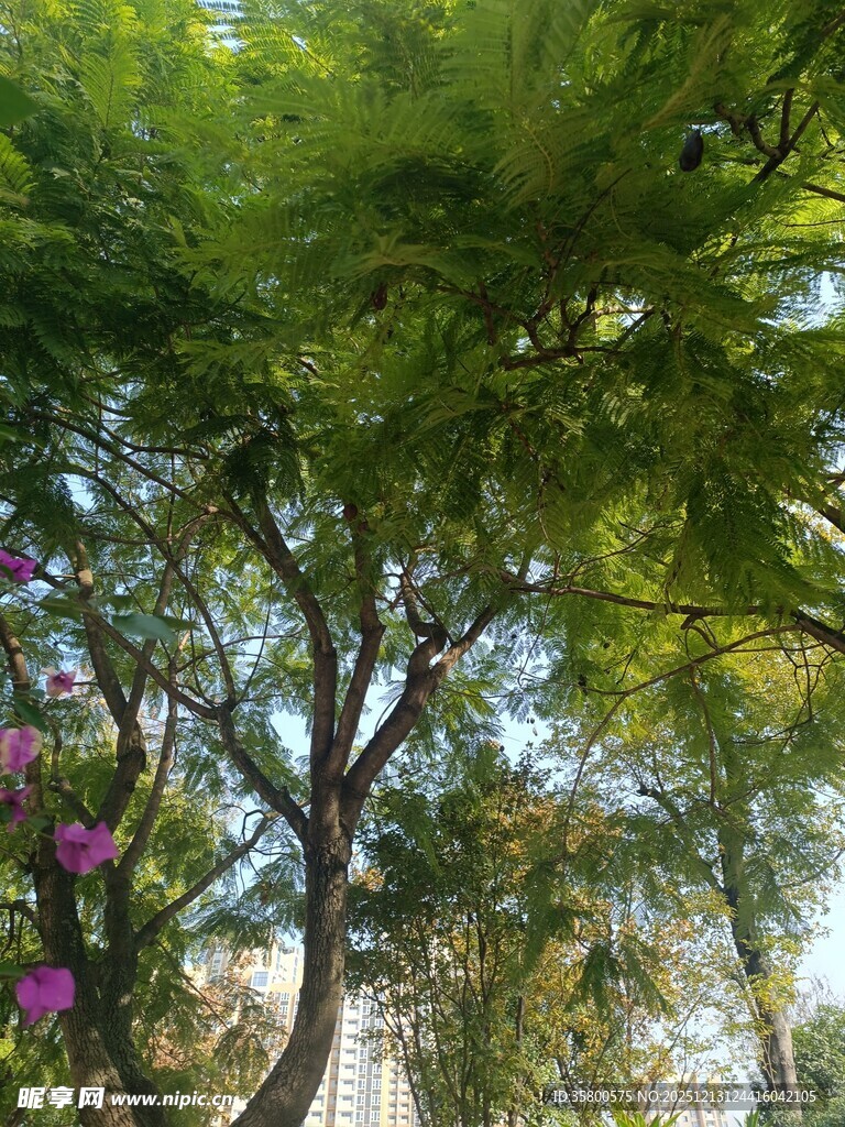 繁茂绿树与娇艳紫花