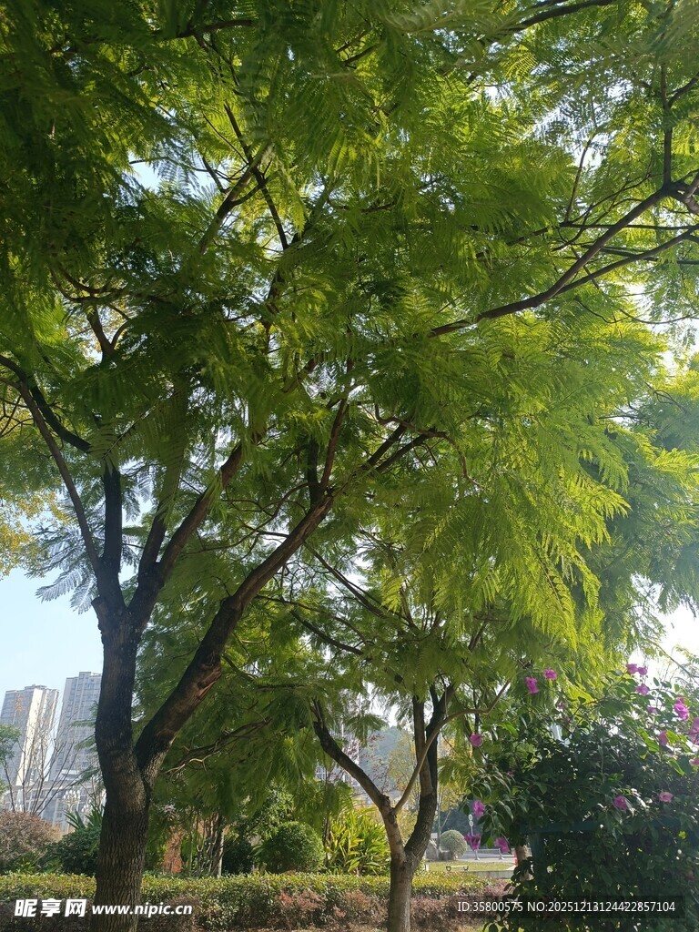 阳光下的葱郁绿树