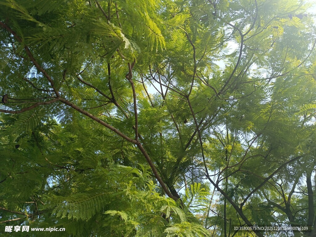 阳光透过枝叶的绿意景象