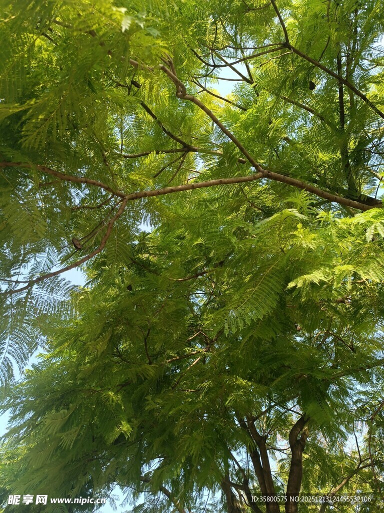 夏日绿荫下的繁茂树木