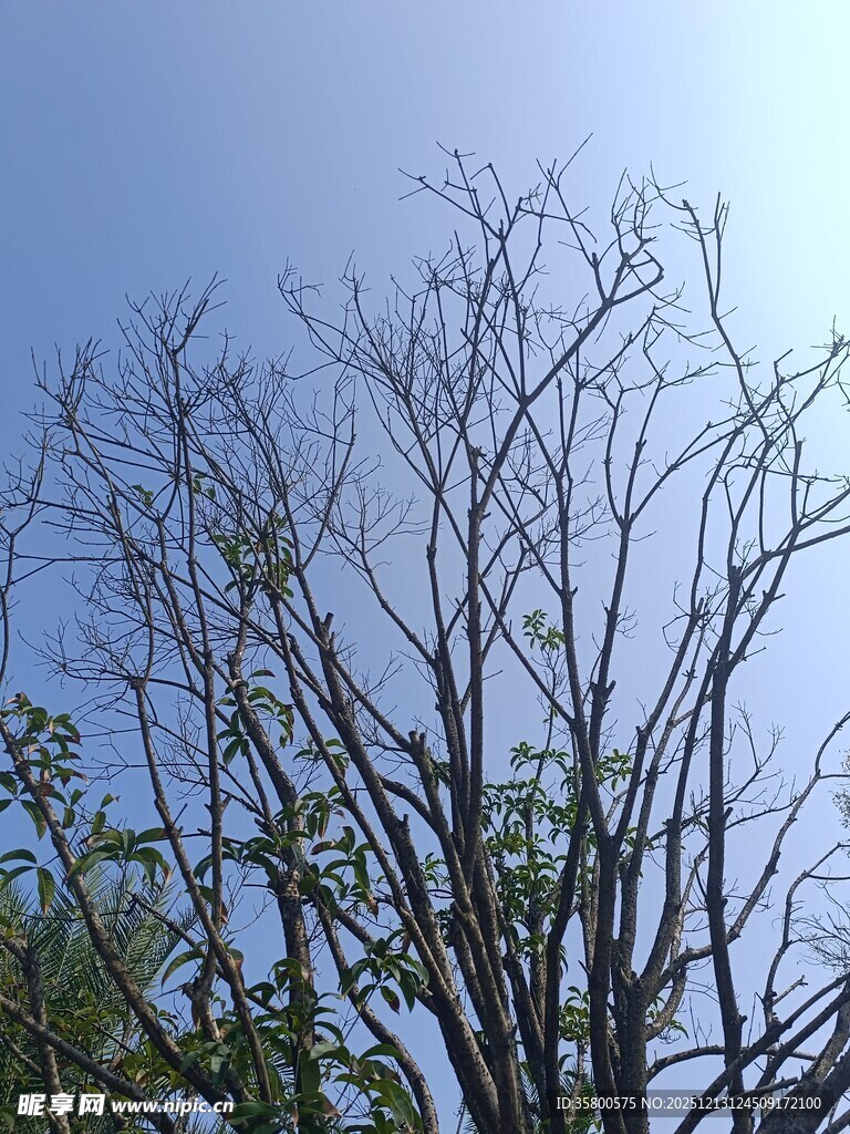 光秃树枝映蓝天