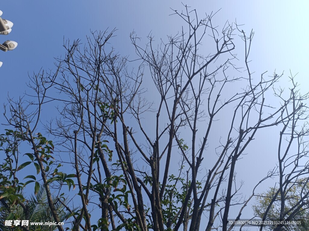 蓝天映衬下的树木枝干