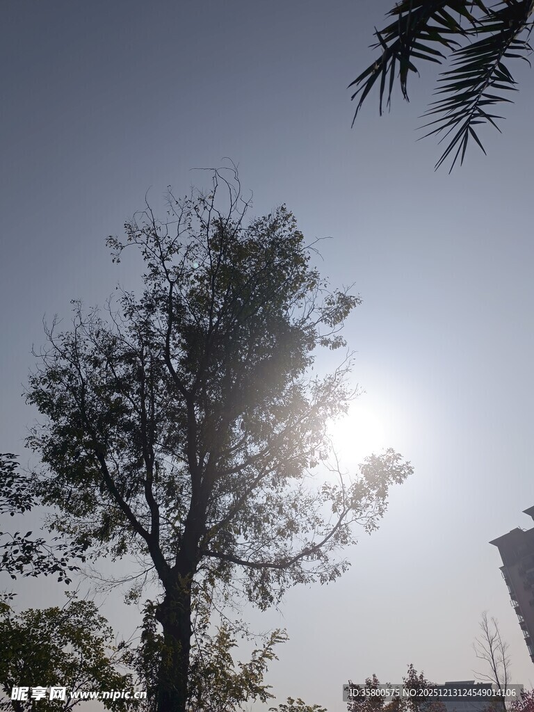 阳光下的树木与城市天际