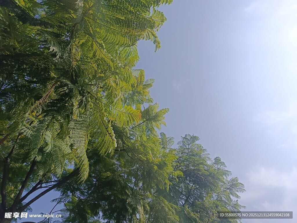 绿树蓝天自然美景