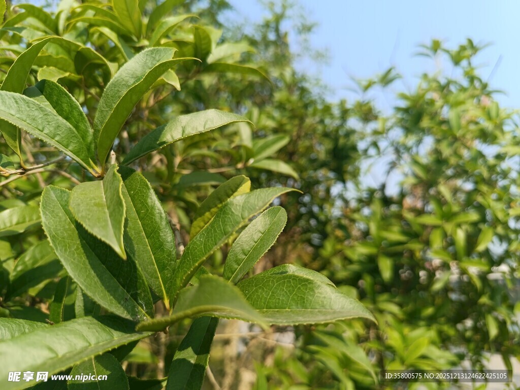 翠绿繁茂的植物枝叶