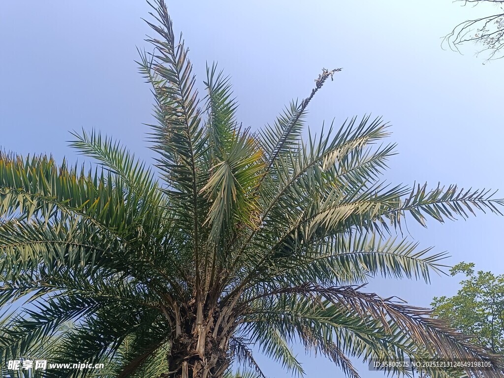高大挺拔的棕榈树