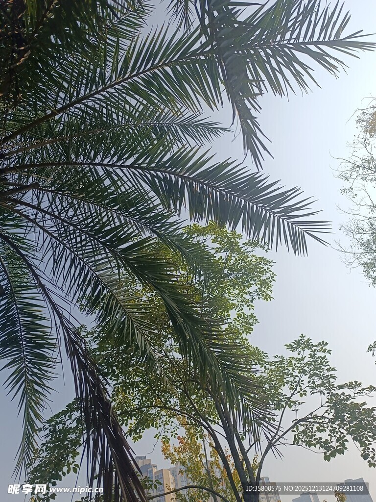 仰视葱郁棕榈树景象