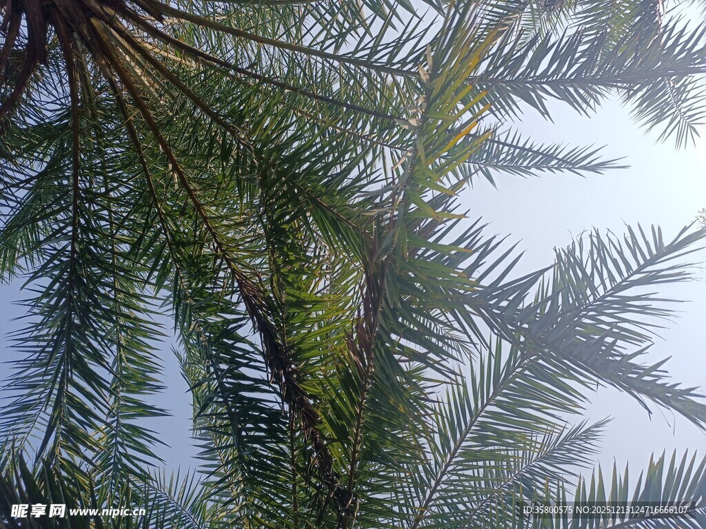 仰视下的繁茂棕榈树枝叶