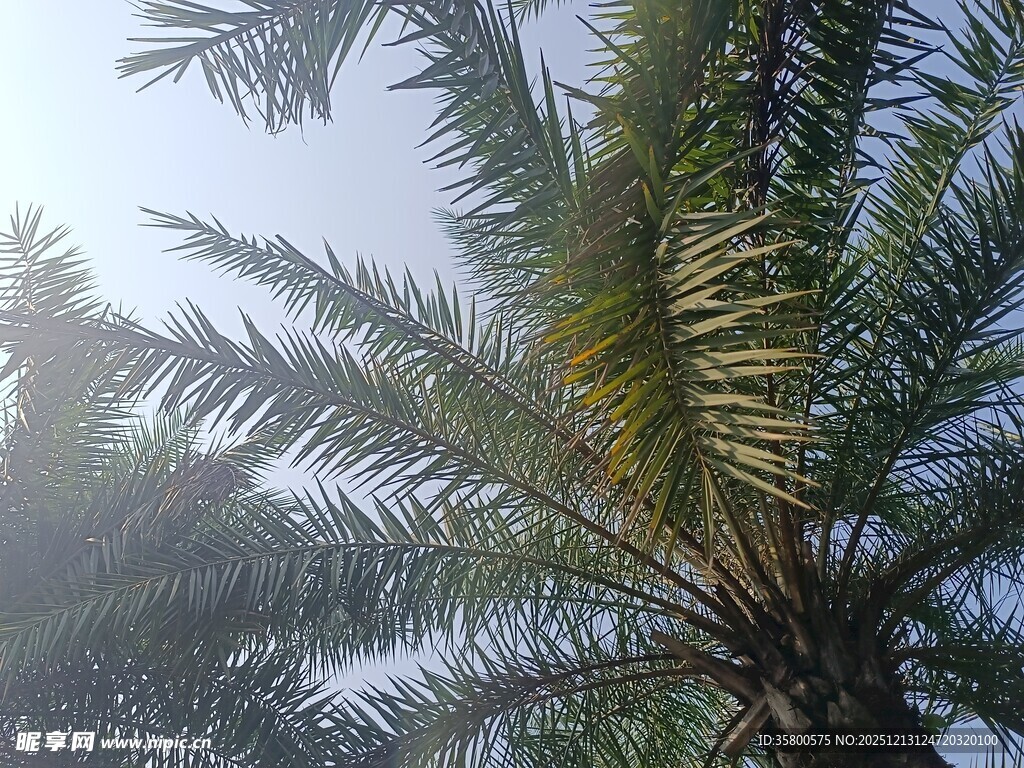 阳光下的棕榈树