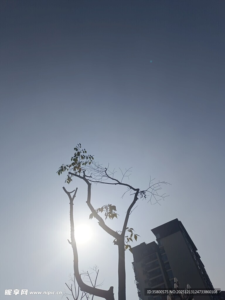 阳光下的枯树与高楼