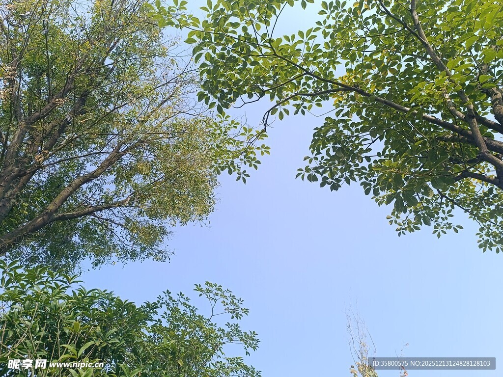 仰观绿树蓝天