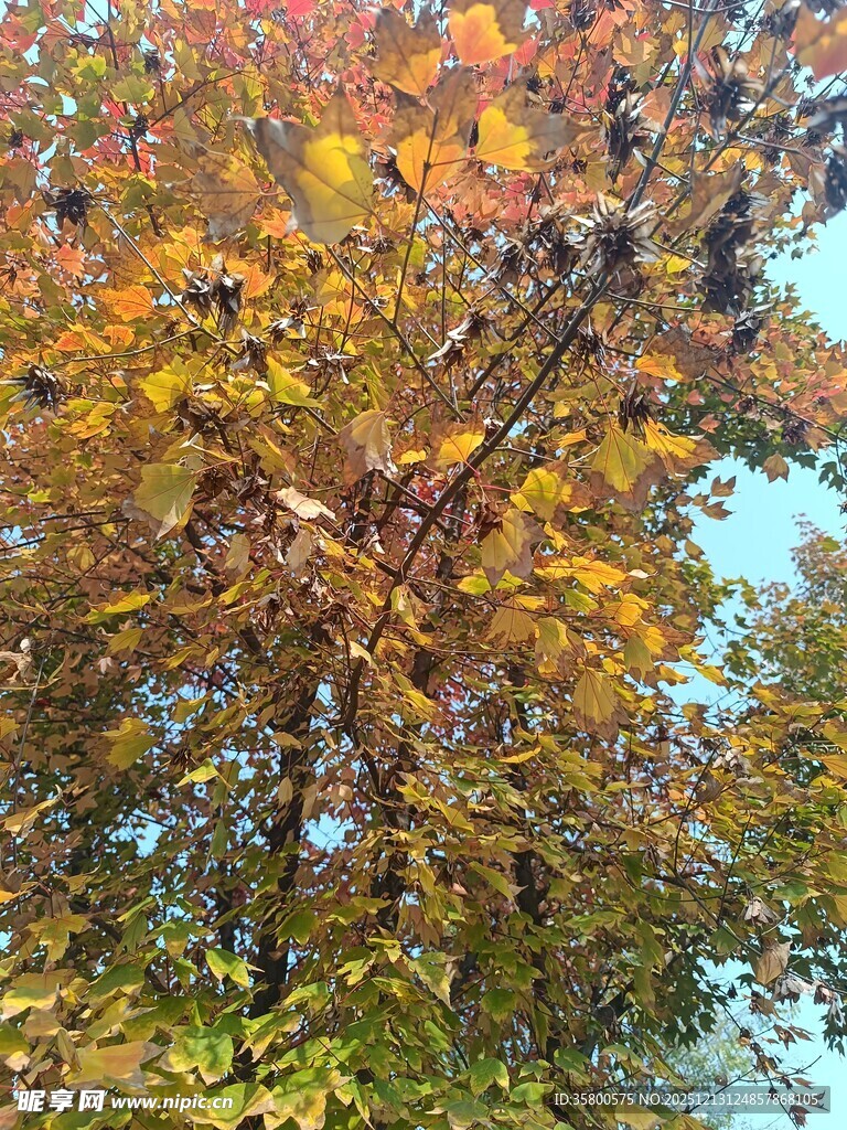 秋日斑斓树叶美景