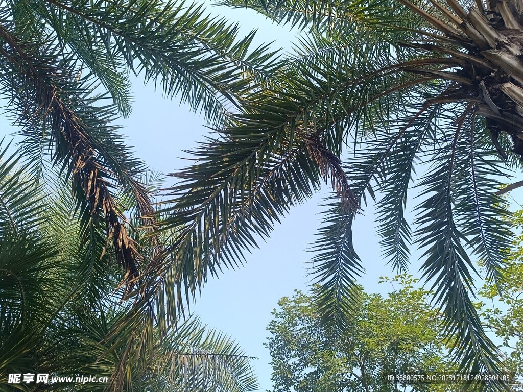 仰视下的繁茂棕榈树枝叶