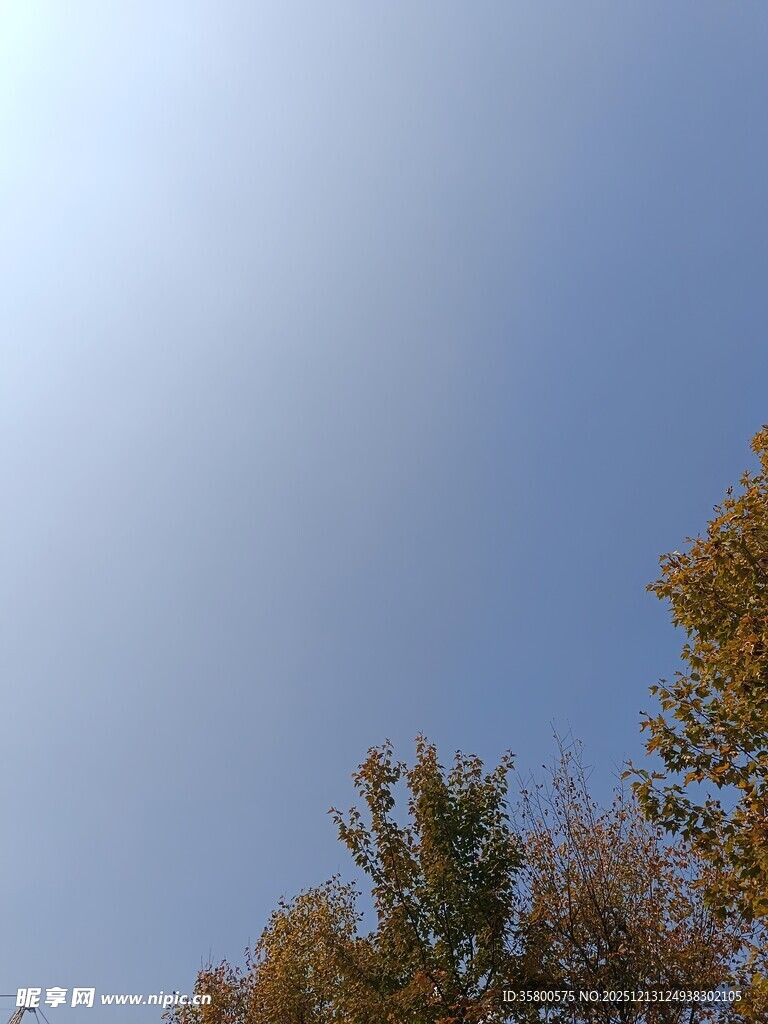 秋日树梢上的晴朗天空