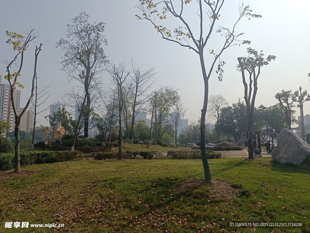 户外开阔草地与树木景观