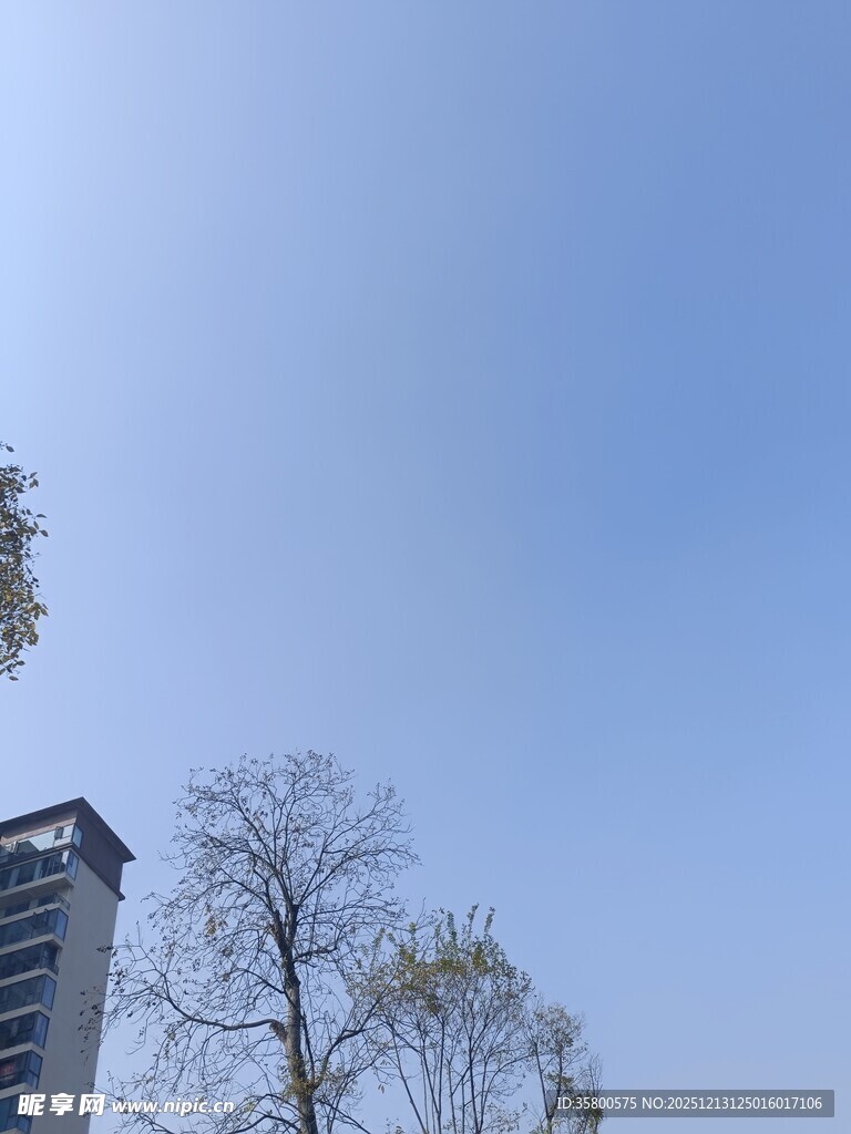 蓝天树木旁的高楼