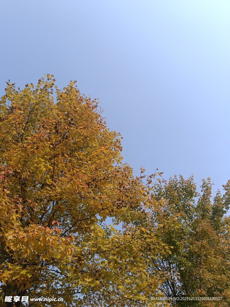 秋日金黄树叶的树梢景致