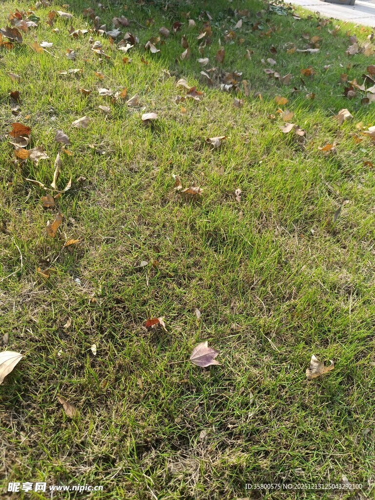 草地中的散落物品