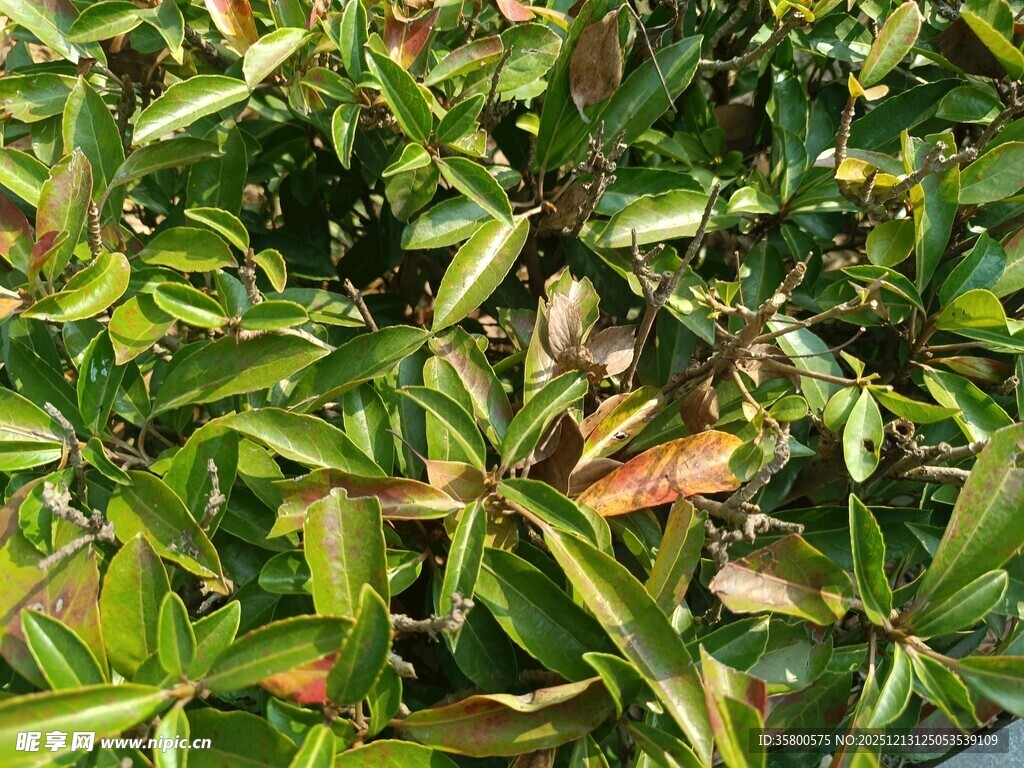 翠绿叶片植物特写