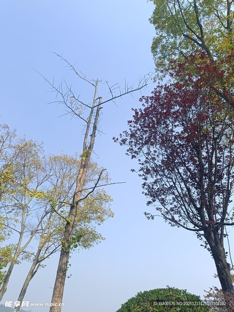 秋日多彩树木景致