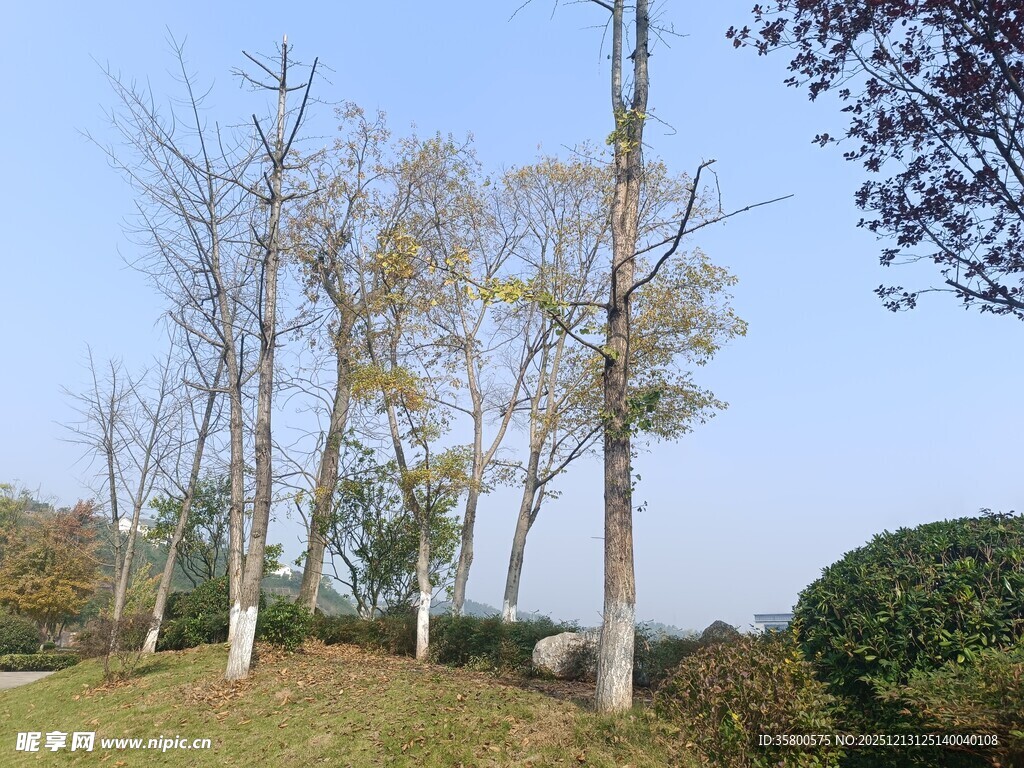 秋日公园树木景致