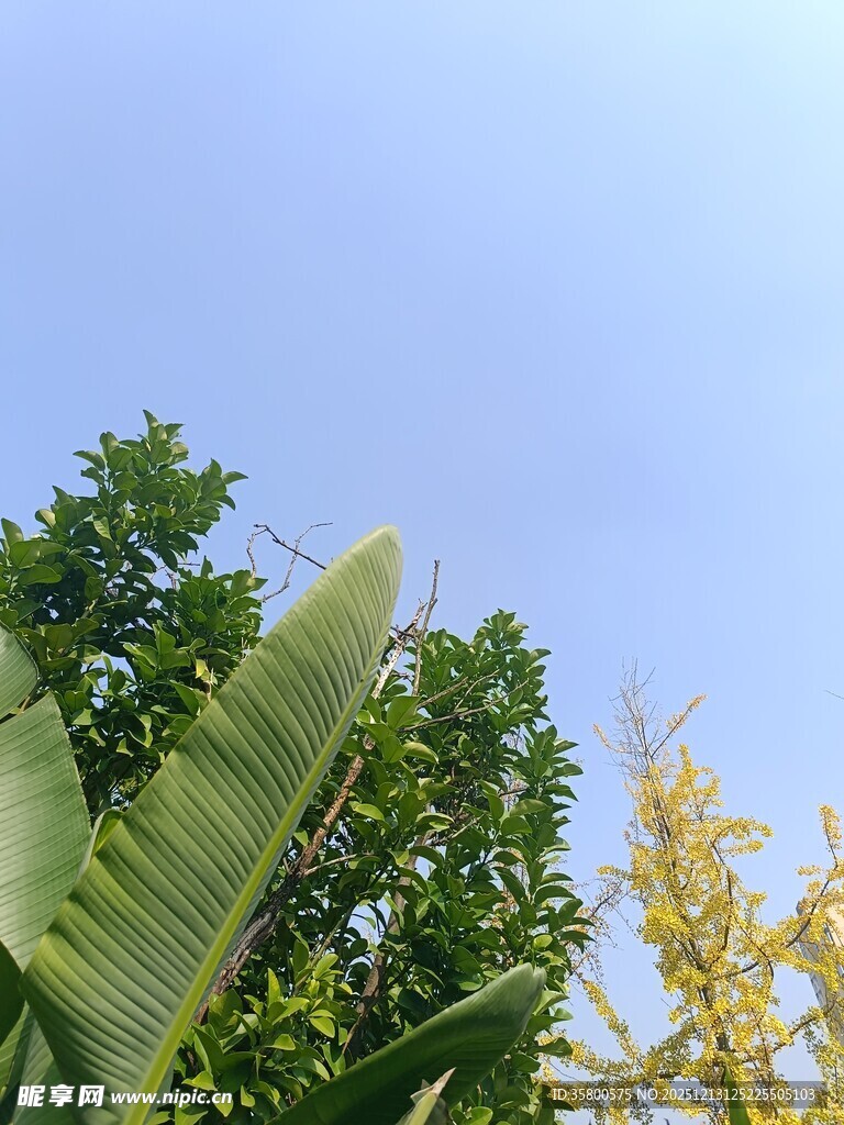 蓝天绿叶间的自然景致