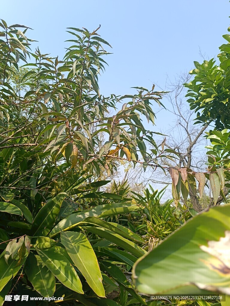 繁茂绿植展现自然生机