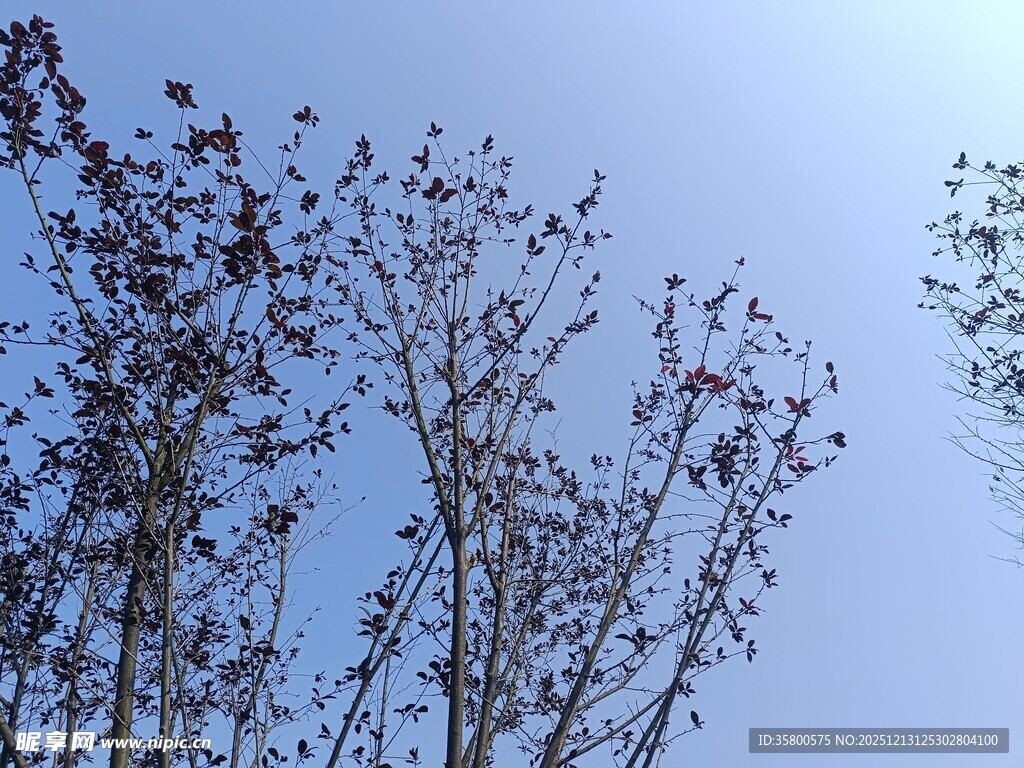 蓝天映衬下的光秃树枝