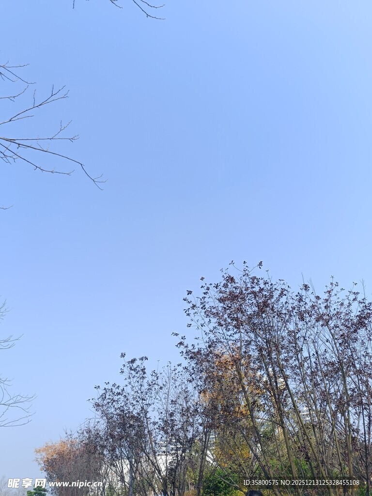 蓝天映衬下的树木景观