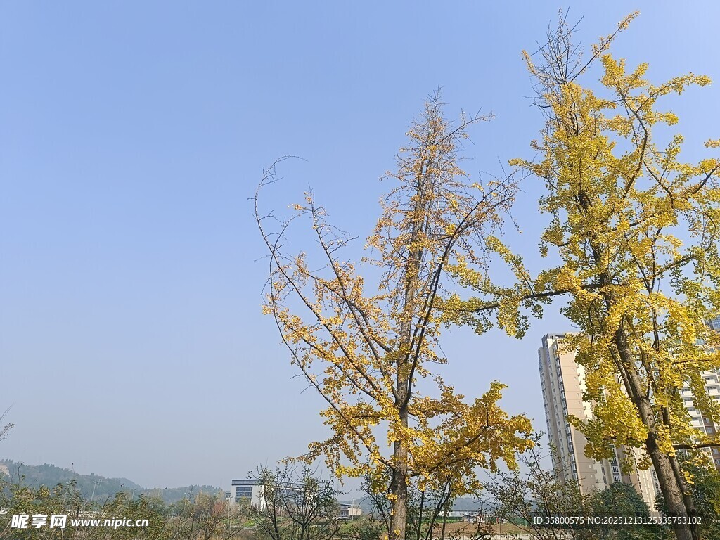秋日银杏与远处高楼