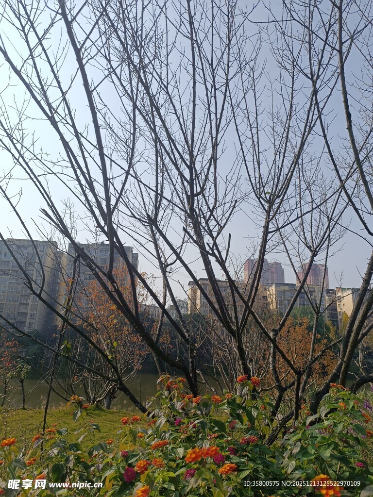 冬日枯树旁的艳丽花朵