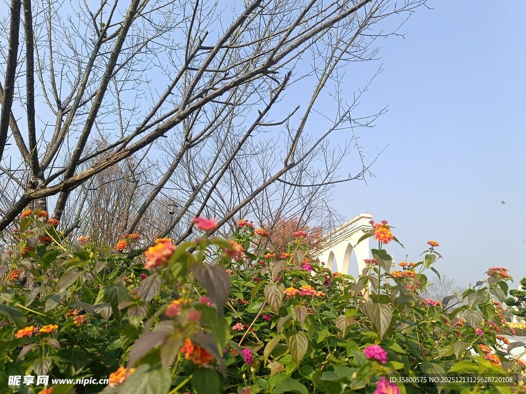 花丛中的蓝天与树木