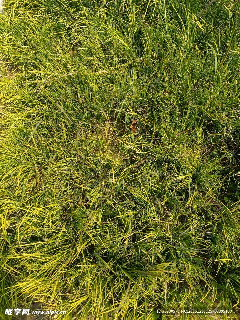 翠绿茂密的植物景观