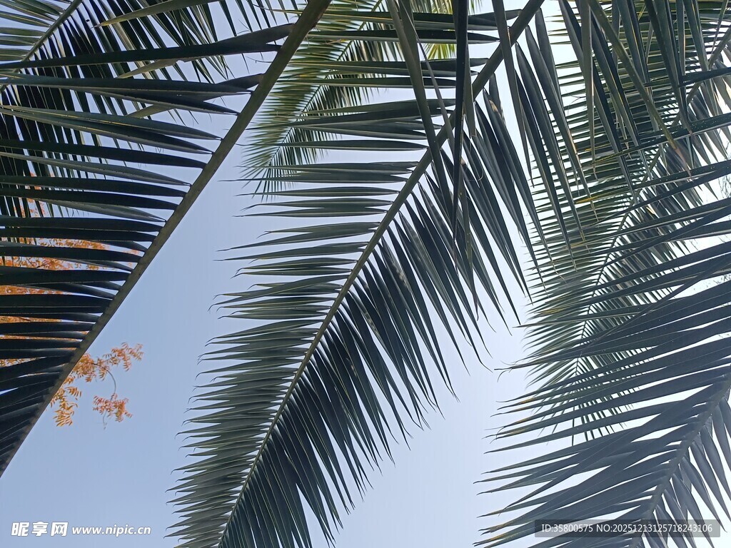 仰视下的棕榈树叶