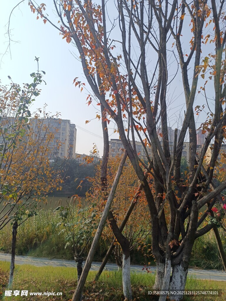 秋日城郊树木景致