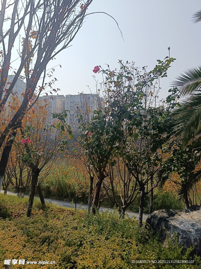 秋日公园树木景致