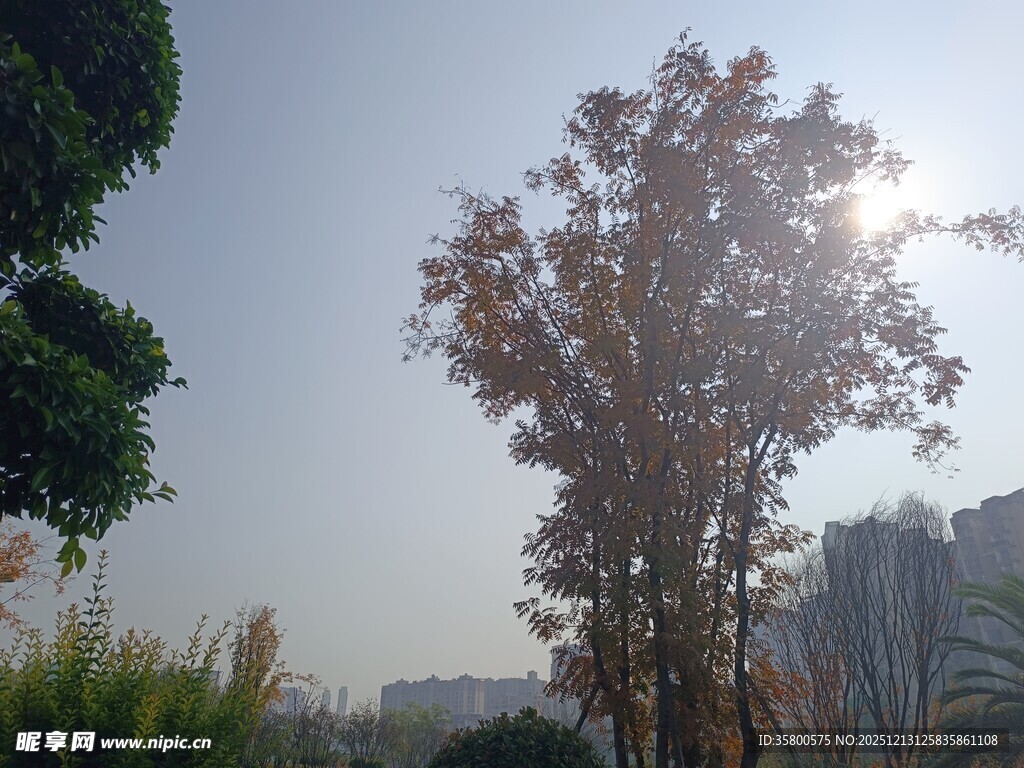 阳光下的树木与城市景观