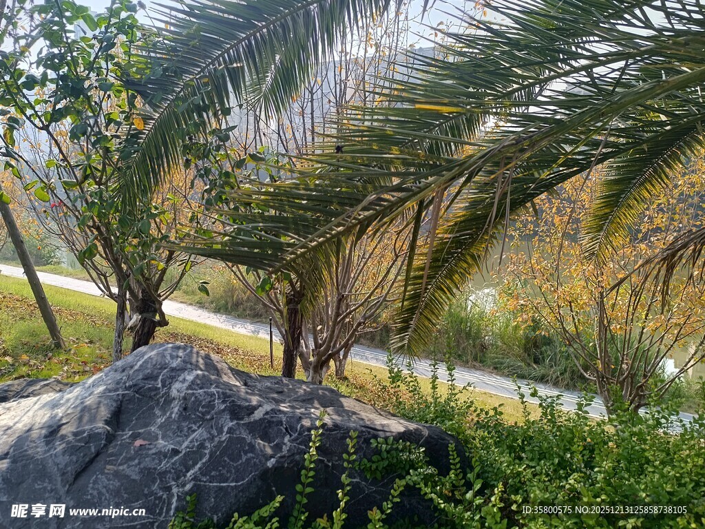 户外棕榈树与岩石景观